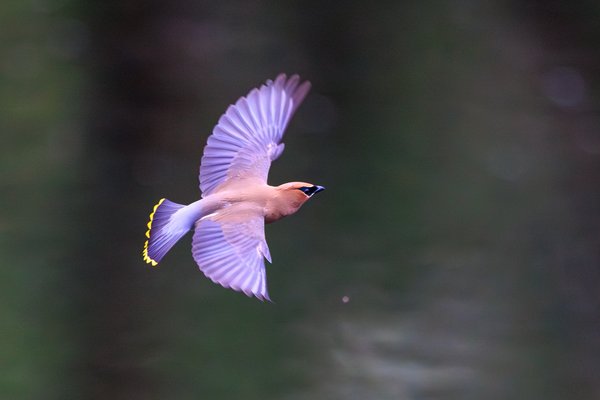 Cedar Waxwing