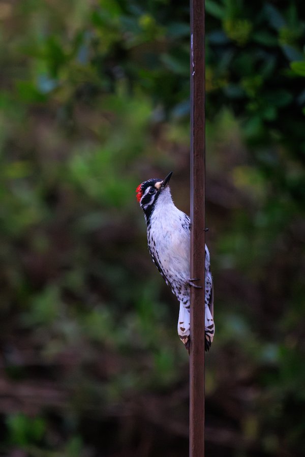 Nuttall's Woodpecker
