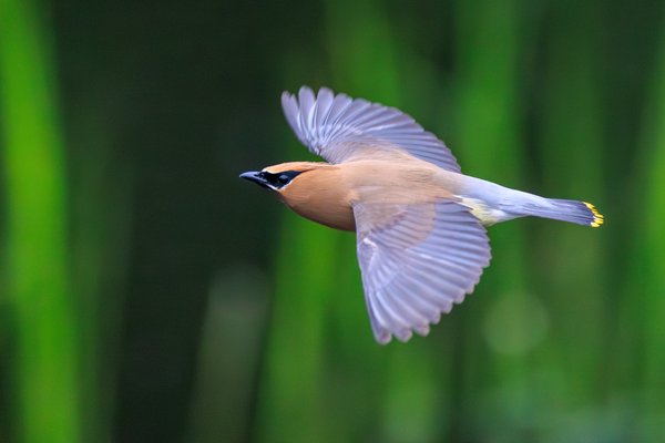 Cedar Waxwing