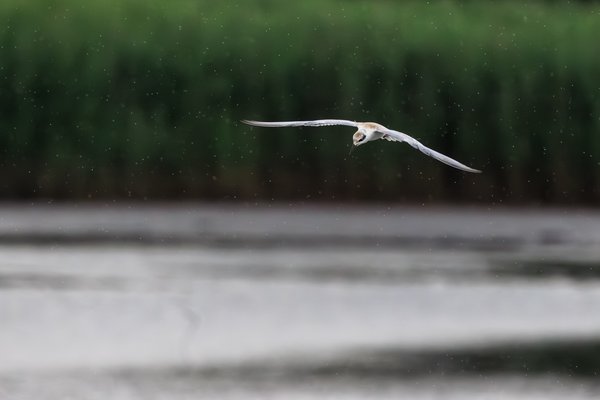 Forster's Tern