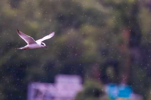 Forster's Tern