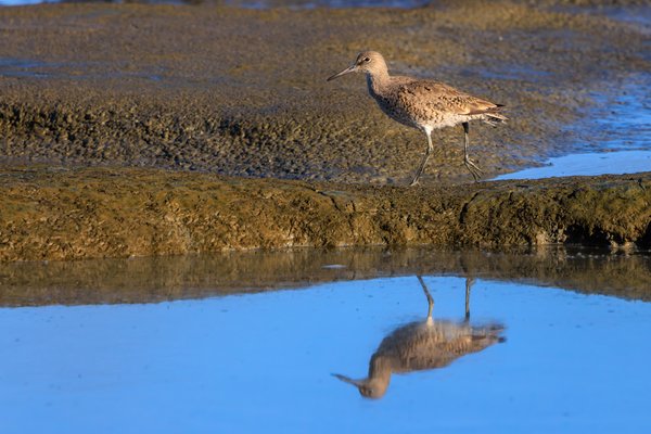 Willet