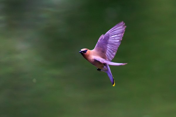 Cedar Waxwing