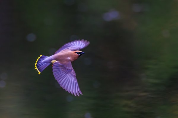 Cedar Waxwing