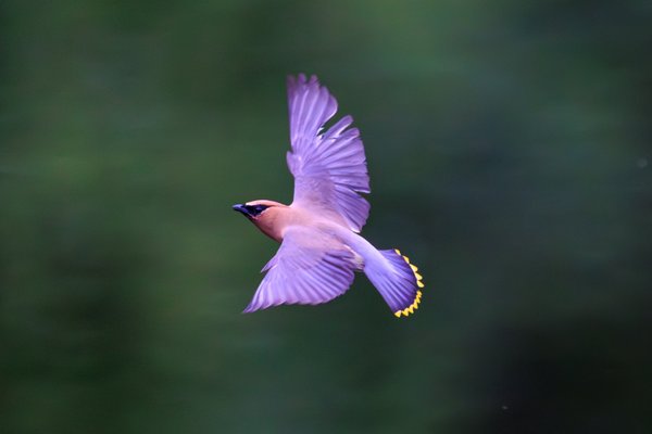 Cedar Waxwing