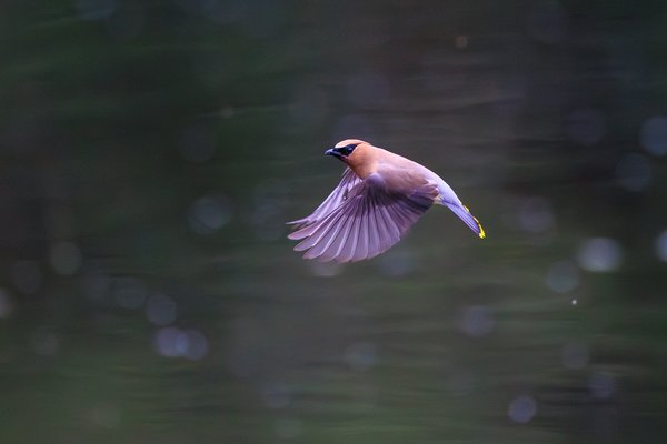 Cedar Waxwing