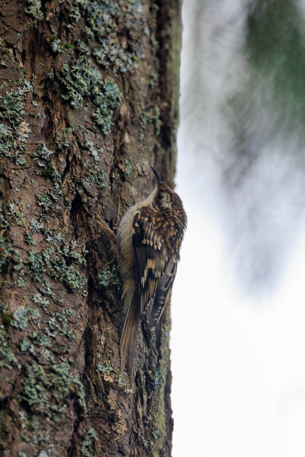 Brown Creeper