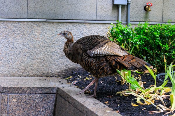 Wild Turkey