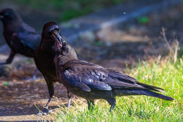 American Crow