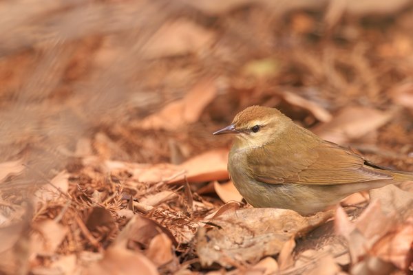 Swainson's Warbler