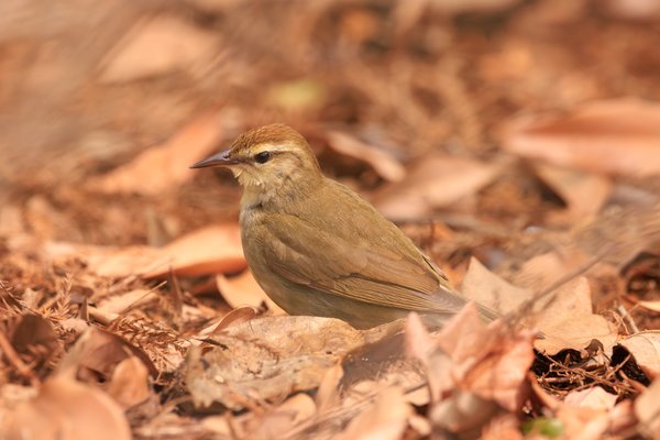 Swainson's Warbler