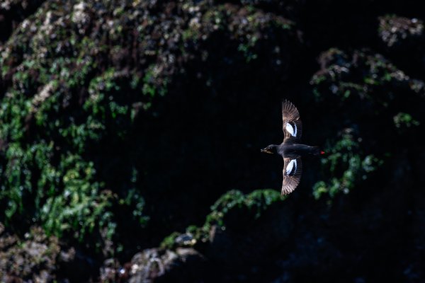 Pigeon Guillemot
