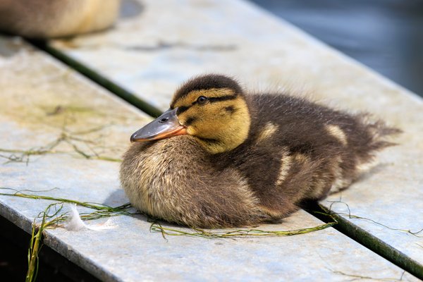 Mallard
