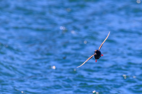 Pigeon Guillemot
