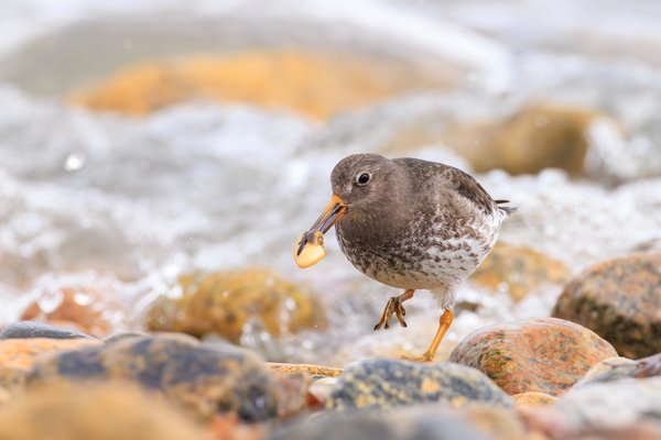Purple Sandpiper