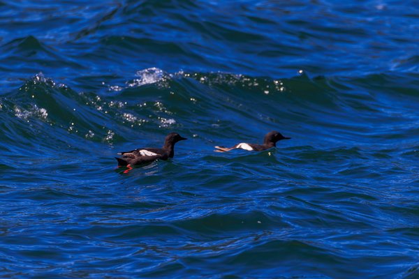 Pigeon Guillemot
