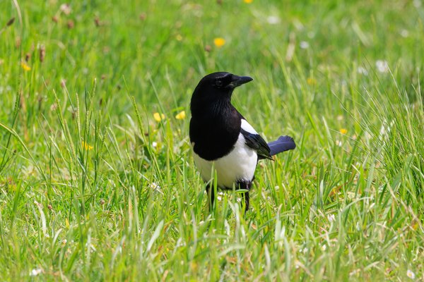 Eurasian Magpie