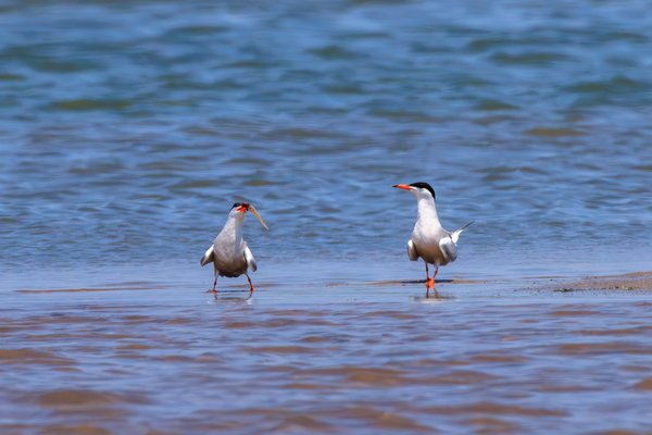 Common Tern