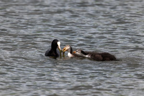 Eurasian Coot