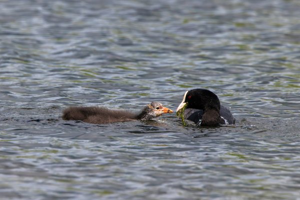 Eurasian Coot