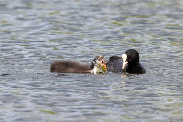 Eurasian Coot