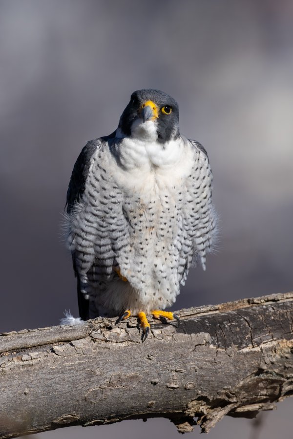 Peregrine Falcon