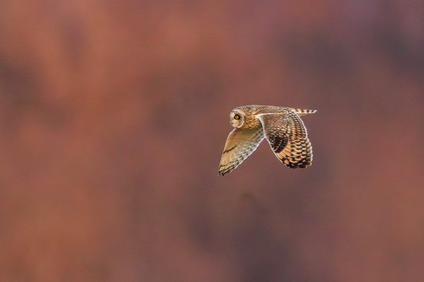 Short-eared Owl