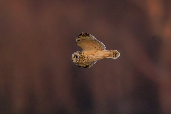 Short-eared Owl