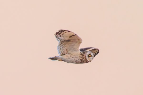 Short-eared Owl