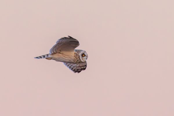 Short-eared Owl
