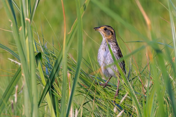 Saltmarsh Sparrow