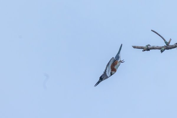 Belted Kingfisher