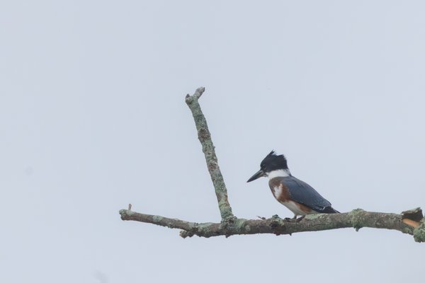 Belted Kingfisher