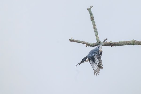 Belted Kingfisher