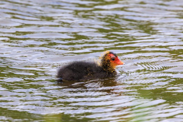 Eurasian Coot