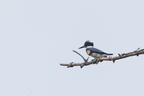 Belted Kingfisher