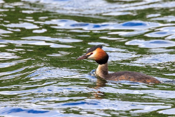 Great Crested Grebe