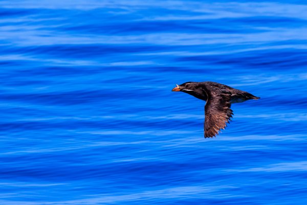 Rhinoceros Auklet