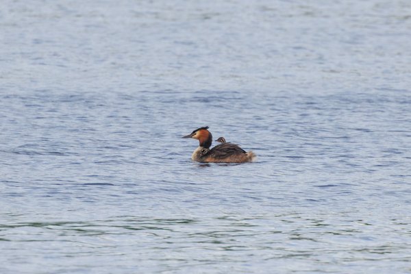 Great Crested Grebe