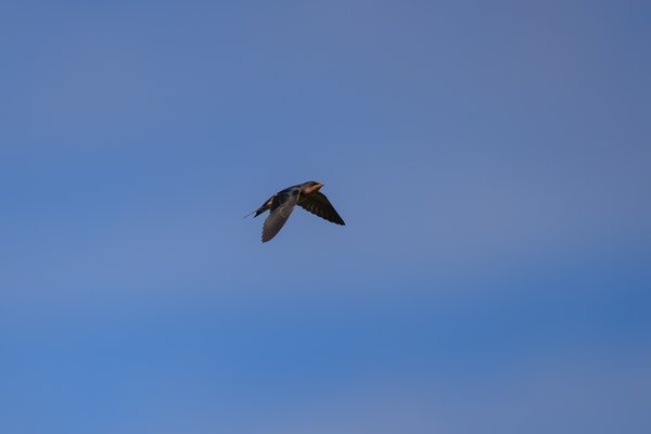 Barn Swallow