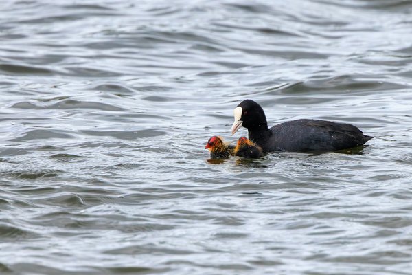 Eurasian Coot