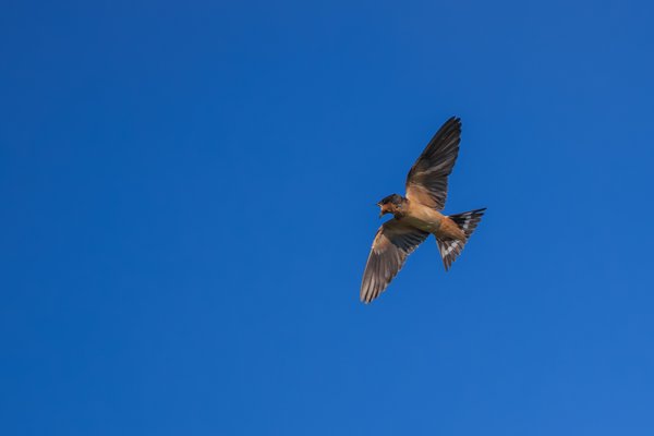Barn Swallow