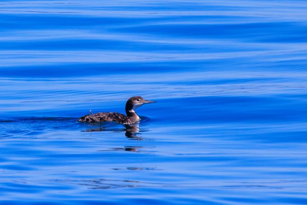 Common Loon