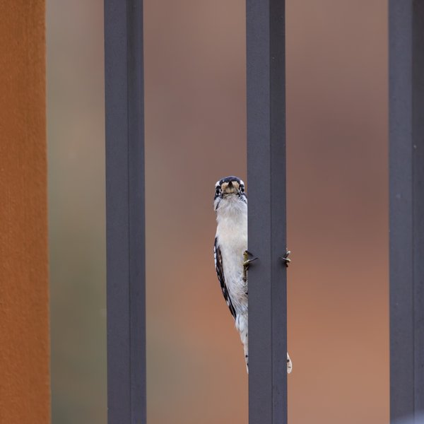 Downy Woodpecker