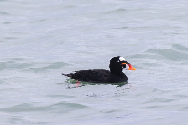Surf Scoter