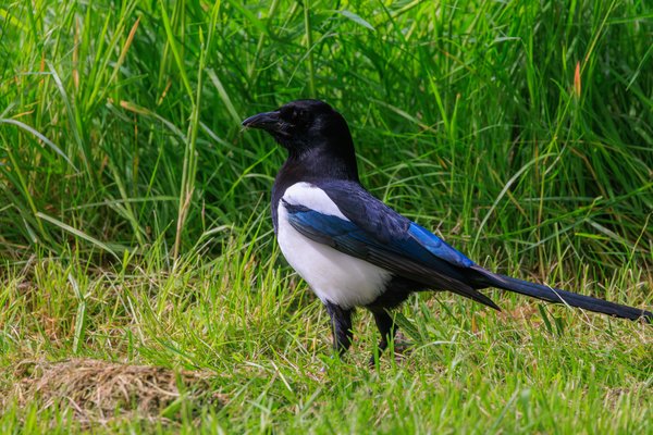 Eurasian Magpie