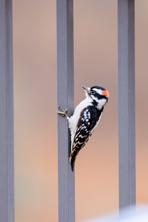 Downy Woodpecker