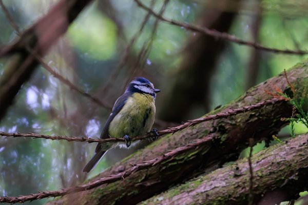 Eurasian Blue Tit