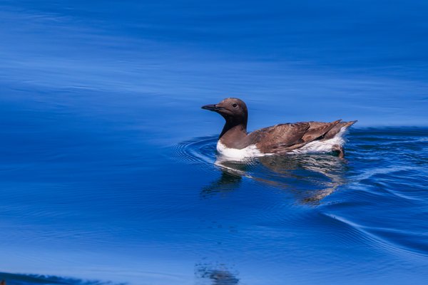 Common Murre