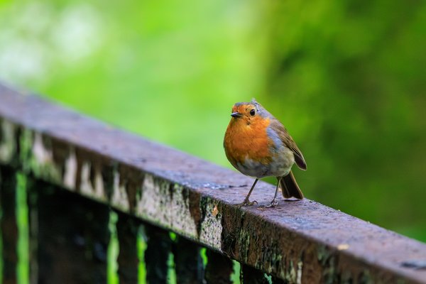 European Robin